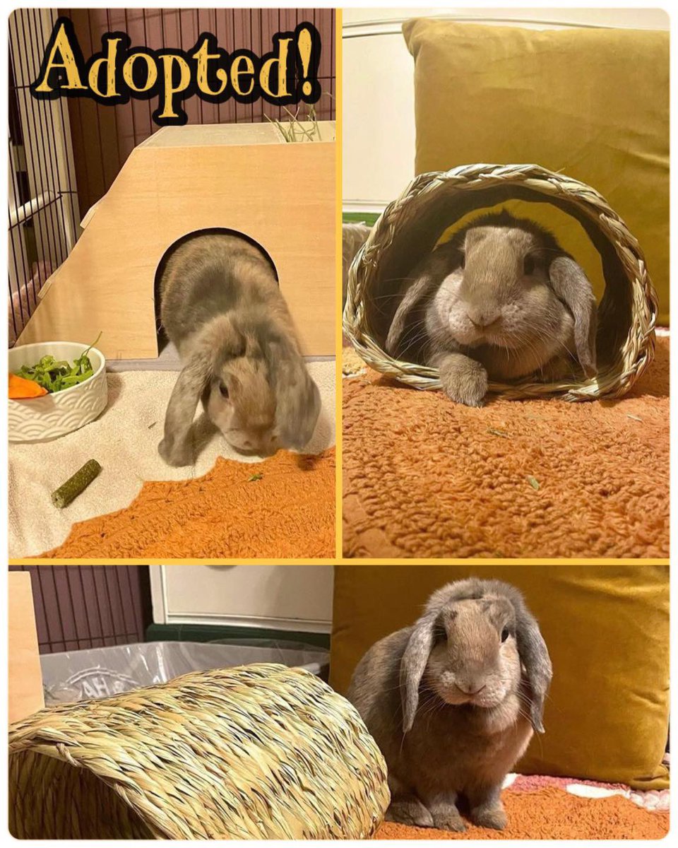 SCFA16's tweet image. Recently adopted from the Franklin Township Animal Shelter, this Holland Lop bunny has been given the cutest name…Rue (full name Arugula)! Love it!! She looks very content in her new home, too! #AdoptDontShop #bunny #bunnygirl #love #sweet
