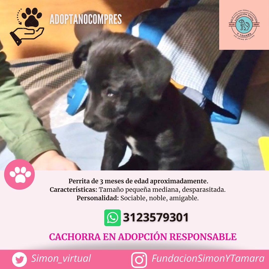 simon_virtual's tweet photo. EN ADOPCIÓN 🐶Bogotá 🇨🇴
Perrita de 3 meses de edad aproximadamente se encuentra en adopción RESPONSABLE 🥰

Si te encuentras interesad@ en adoptarla por favor comunícate con nosotros al WhatsApp +57 3123579301 💜

¡Ayúdanos a difundir! 

#AdoptaNoCompres https://t.co/Q1oDt66ikj