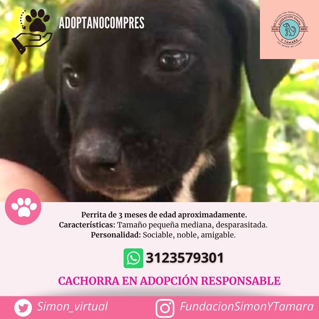 simon_virtual's tweet photo. EN ADOPCIÓN 🐶Bogotá 🇨🇴
Perrita de 3 meses de edad aproximadamente se encuentra en adopción RESPONSABLE 🥰

Si te encuentras interesad@ en adoptarla por favor comunícate con nosotros al WhatsApp +57 3123579301 💜

¡Ayúdanos a difundir! 

#AdoptaNoCompres https://t.co/Q1oDt66ikj