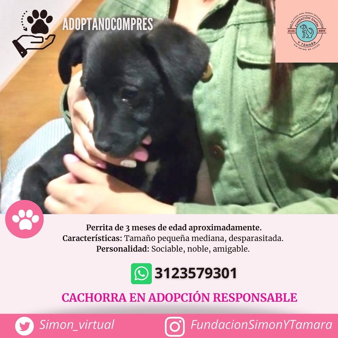 simon_virtual's tweet photo. EN ADOPCIÓN 🐶Bogotá 🇨🇴
Perrita de 3 meses de edad aproximadamente se encuentra en adopción RESPONSABLE 🥰

Si te encuentras interesad@ en adoptarla por favor comunícate con nosotros al WhatsApp +57 3123579301 💜

¡Ayúdanos a difundir! 

#AdoptaNoCompres https://t.co/Q1oDt66ikj
