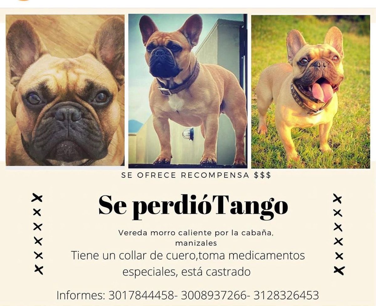 rafaecheverrig's tweet photo. Se perdió Tango, RT porfa. https://t.co/O6i4EGunos