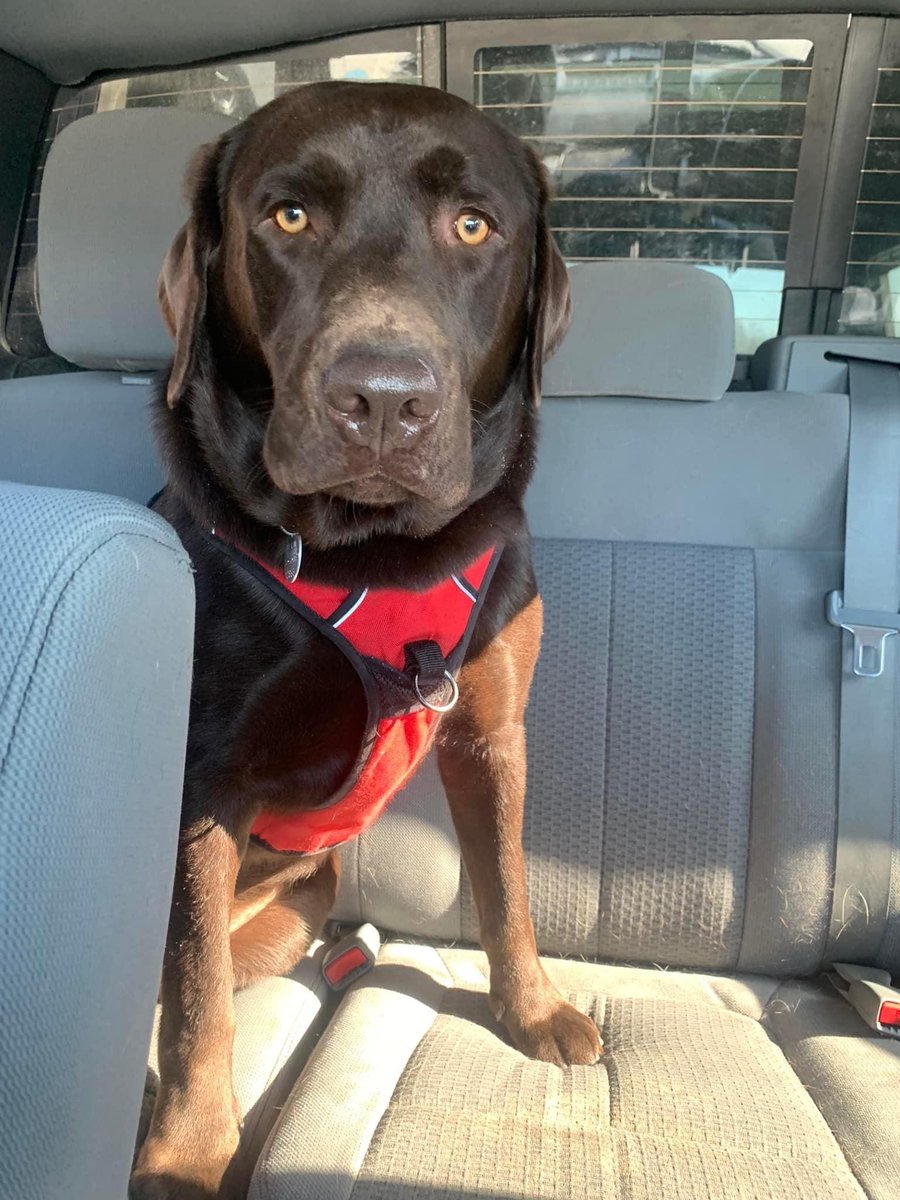 BrooklineLabs's tweet photo. #RESCUERIDE - Please welcome this sweet, 20-month-old chocolate chunk to Brookline. Watch for his blog on our website (https://t.co/3VfA2vykTB). Welcome to the Brookline family, Otis.

#BrooklineLabs #LabradorRetrieverRescue #fosteringsaveslives https://t.co/PvQMq5w0UN