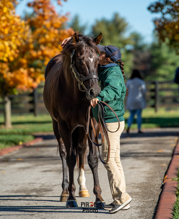 PyroisMedia's tweet photo. I combined two of my favorite things - photography and research - in this week's #PyroisMedia blog, the first of a series I'm doing with pictures from this winter's Open Houses. If you like breeding and pedigree facts, this one is for you.
🔗https://t.co/torJlf5Cn0 https://t.co/vaAdbM3knr