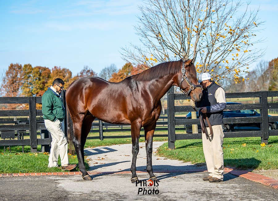 PyroisMedia's tweet photo. I combined two of my favorite things - photography and research - in this week's #PyroisMedia blog, the first of a series I'm doing with pictures from this winter's Open Houses. If you like breeding and pedigree facts, this one is for you.
🔗https://t.co/torJlf5Cn0 https://t.co/vaAdbM3knr