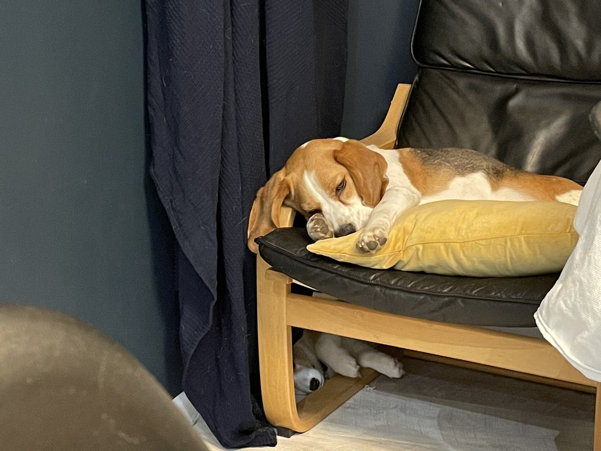 Where’s that Corgi gone?

#beagles #CorgiCrew #DogsofTwittter