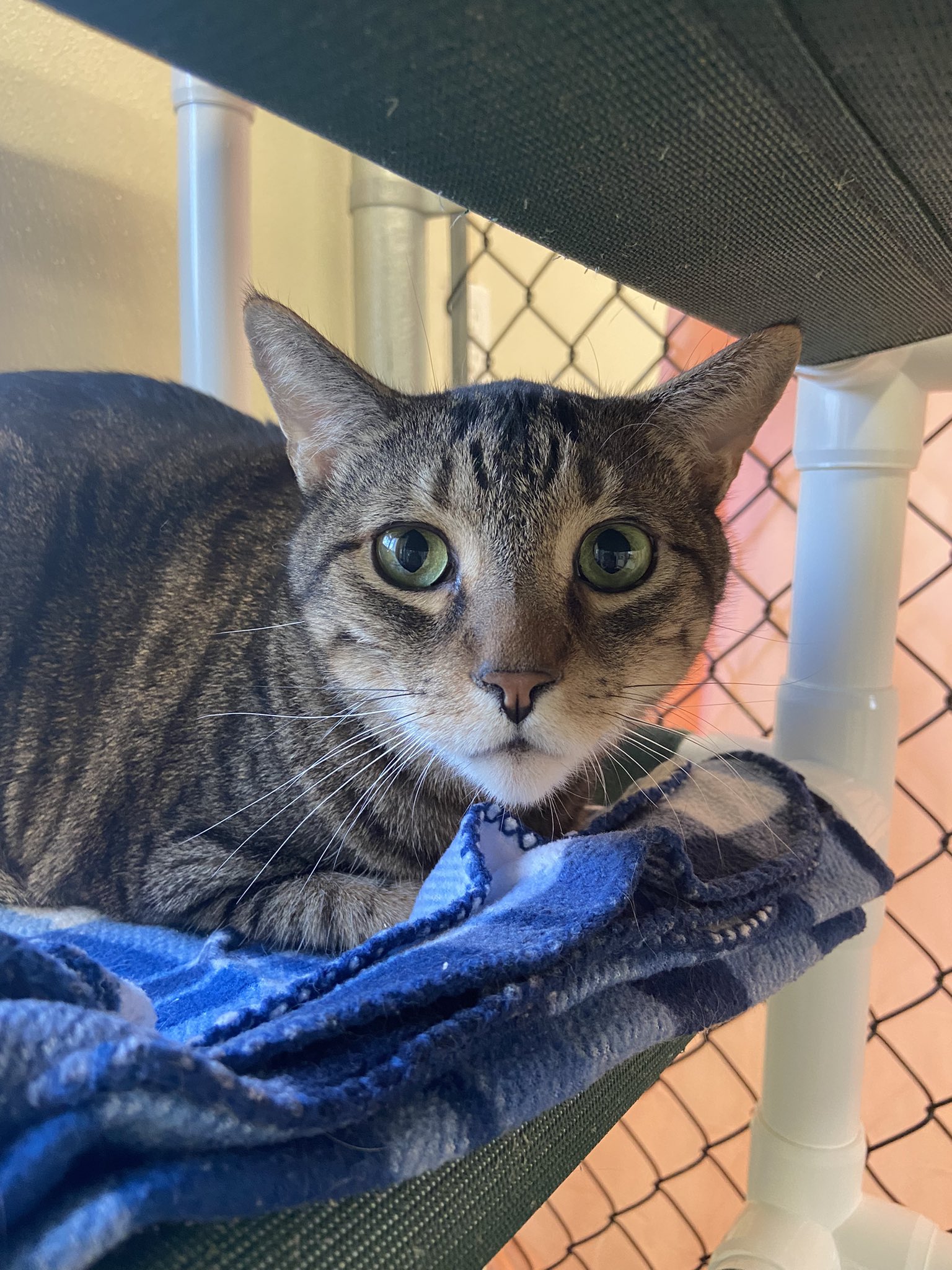 Gifford Cat Shelter on Twitter "Sprague the Whisperer is a friendly 5