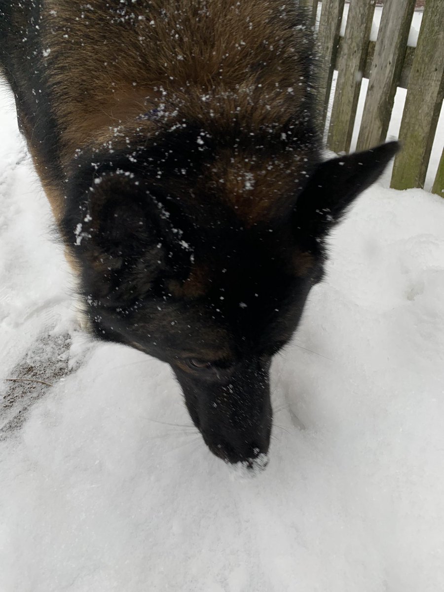 Mi1ky_Man's tweet photo. A rare snow covered Luna spotted in the wild https://t.co/K86G9zTgJz