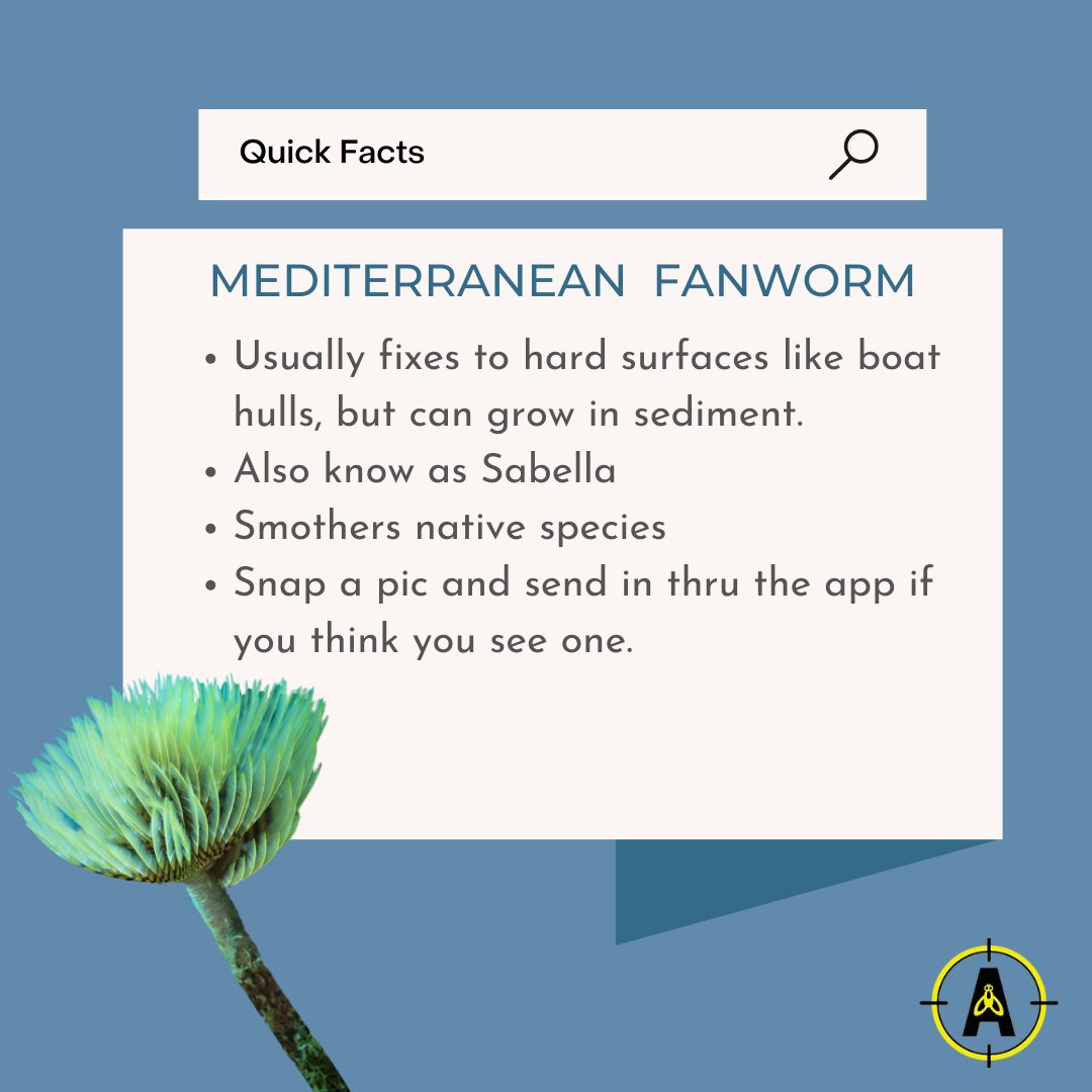 FindNz's tweet photo. Boaties are being urged to check and clean their boats to help stop pests like this. Reporting sightings will help councils to know where to focus their pest monitoring & control efforts. Send in pest observations on the Find-A-Pest app!
#nzpests #summer #findapest #bioseuritynz https://t.co/NqaWDtkWel