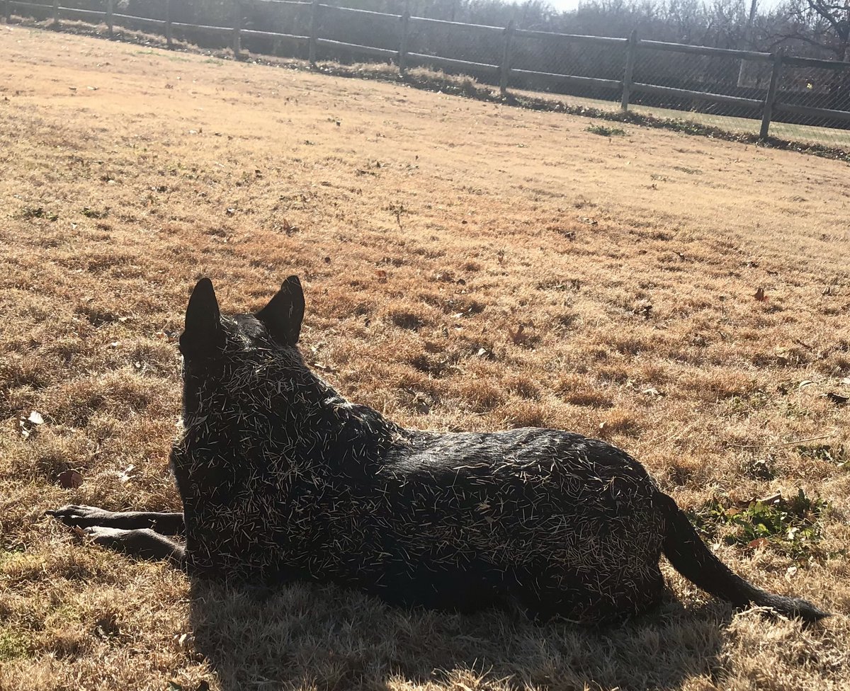 MarvelousRescue's tweet photo. I ruff to roll around in my dog pawrk to see just how much grass it takes to make me a blonde dog. 🐾❤️🦴

#seniordog #dogs #DogsofTwittter #RescueDogs https://t.co/sKgEVFoaBY
