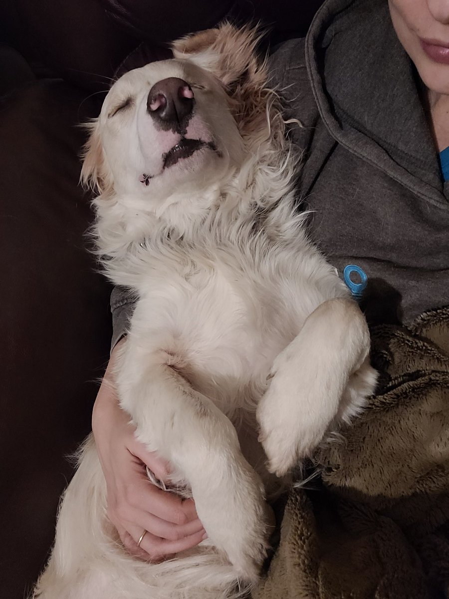 AbiLabaton's tweet photo. Sunday Pupdate...these boys are truly living their best lives #rescuedog #dogmom #goldenretriever  #SundayFunday https://t.co/Xqsh5l8GxD