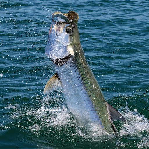 тарпон фото. атлантический тарпон. тарпон рыба. тарпон рыба. тарпон рыба.
