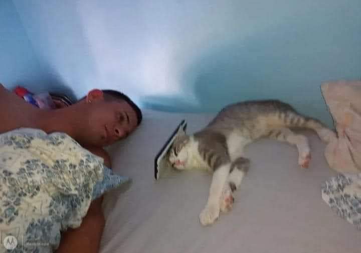 gatitos_qctd's tweet photo. Porta celulares https://t.co/66OSpDpG8W