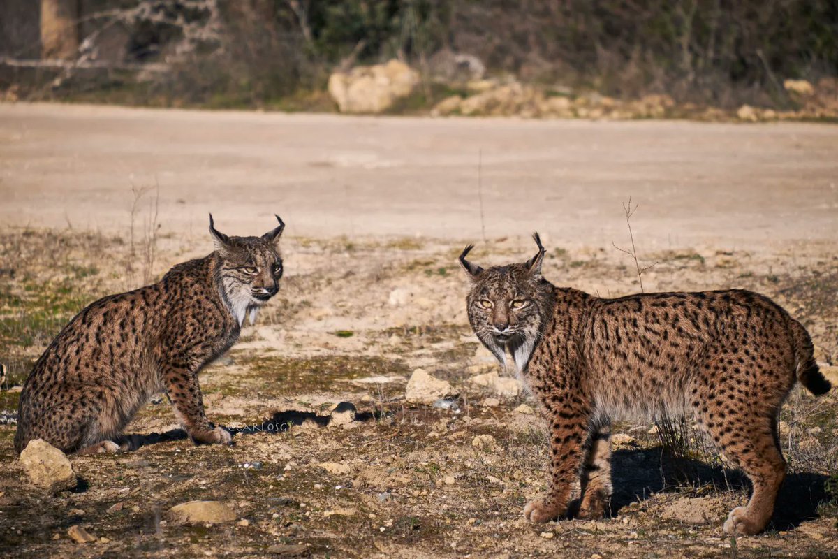 CarlosGMata's tweet photo. Soy de la generación que creció viendo El Hombre y la Tierra y de los que le caló la pasión por especies como el #linceiberico Ha sido una de las mejores experiencias encontrarme estos dos animales tan bellos en libertad #hacerfotos #faunaiberica @franlumorbo @anaruize https://t.co/xBs0N0PS3l
