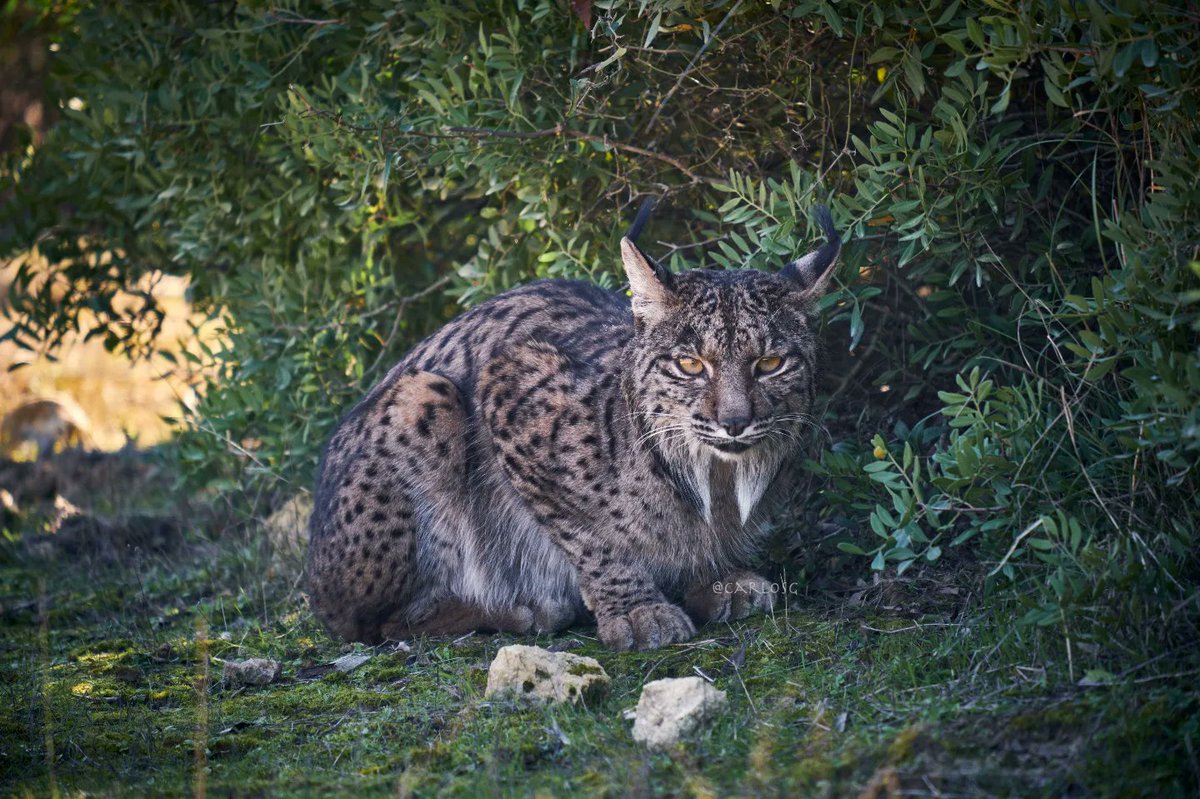 CarlosGMata's tweet photo. Soy de la generación que creció viendo El Hombre y la Tierra y de los que le caló la pasión por especies como el #linceiberico Ha sido una de las mejores experiencias encontrarme estos dos animales tan bellos en libertad #hacerfotos #faunaiberica @franlumorbo @anaruize https://t.co/xBs0N0PS3l