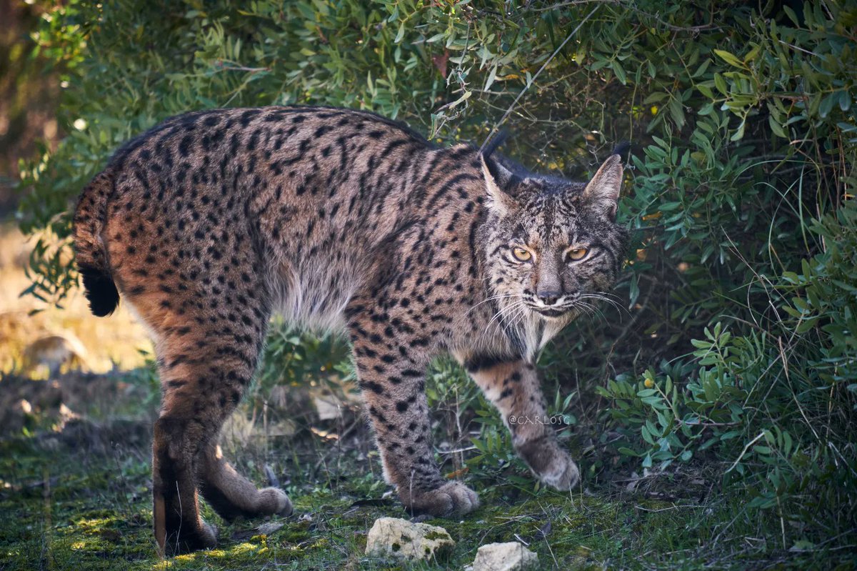 CarlosGMata's tweet photo. Soy de la generación que creció viendo El Hombre y la Tierra y de los que le caló la pasión por especies como el #linceiberico Ha sido una de las mejores experiencias encontrarme estos dos animales tan bellos en libertad #hacerfotos #faunaiberica @franlumorbo @anaruize https://t.co/xBs0N0PS3l