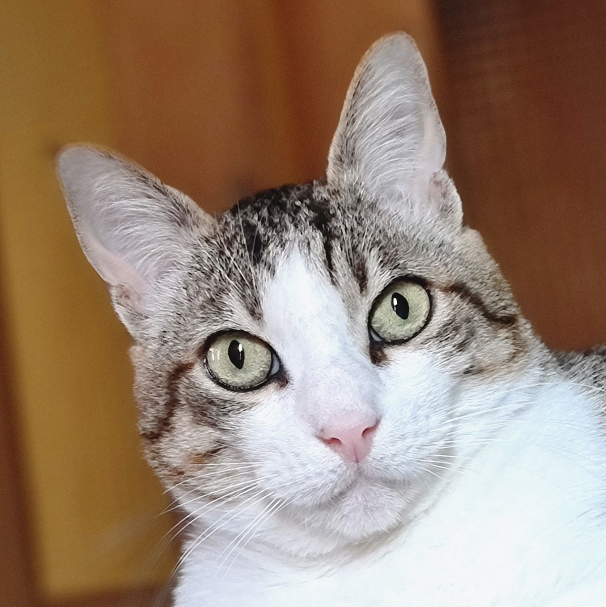 lesTurGoBil's tweet photo. @MimineCo4 Hihi c'est vrai on a les grandes zoreilles proportionnellement et que c'est très beau et très bien que comme cha les humains ils voient bien nous on peut les orienter et pas eux ! Et bien leur montrer quand on veut pas les écouter héhé ! C'est nous les patrons ! #cqfs https://t.co/fwjNzo3i4p