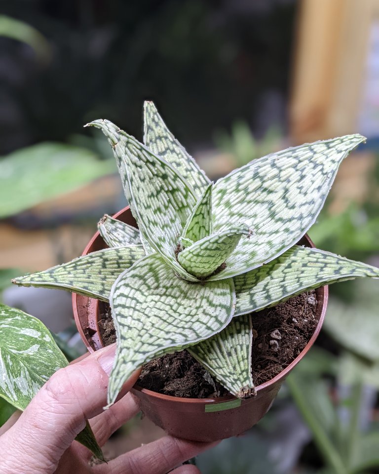 Love these Aloes we have in stock. So bright. #aloealoe #aloevera #aridplant #bioactive #vibarium #riverviewreptiles
buff.ly/3GXCoFp