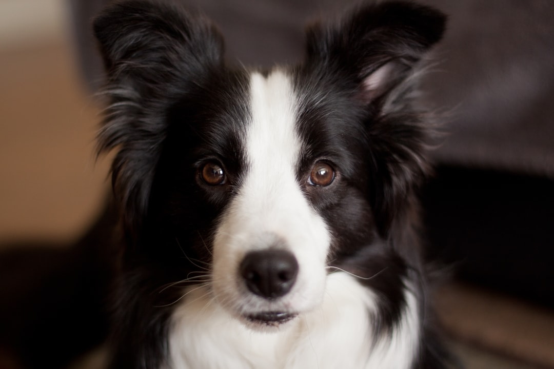 VetChef's tweet photo. Look into her eyes, you’re going to have a great week! 🐾 https://t.co/JjKr0zaNnc