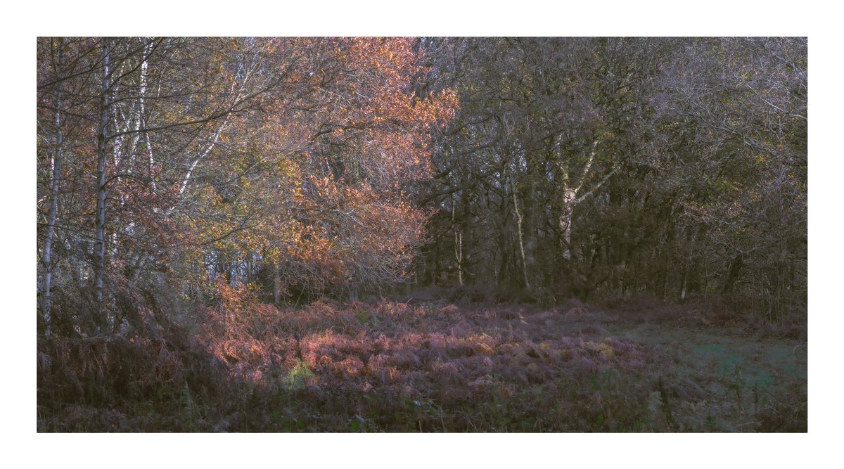 Today has been a strange day of emotions and tired legs lol. Sitting here wondering about the future of my photography and thinking about my next video. Here’s a shot from my latest episode, watch the video here👉 youtu.be/SGkOzvIkC7M

#FSLocal #woodland #nature #forest #trees