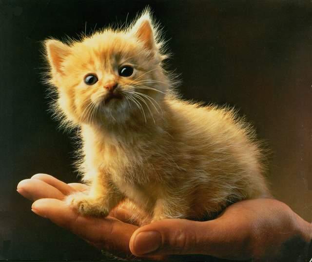 catboyrogers's tweet photo. https://t.co/r7kUWrEfLN