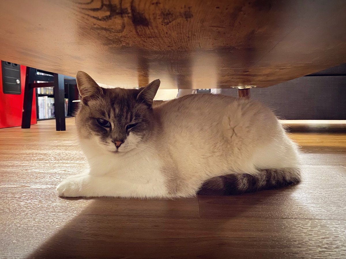 maxwellsandler's tweet photo. There are two Sandlers in Seattle now. Meet my new partner in crime, Celica!
-Favorite musician: Thundercat
-Favorite movie: The Aristocats
-Favorite video game character: Big the Cat
-Astrology Sign: Pisces (but if she had her way, she’d be a Leo)
#catsofseattle #fireemblem https://t.co/rH5pcLnDc1