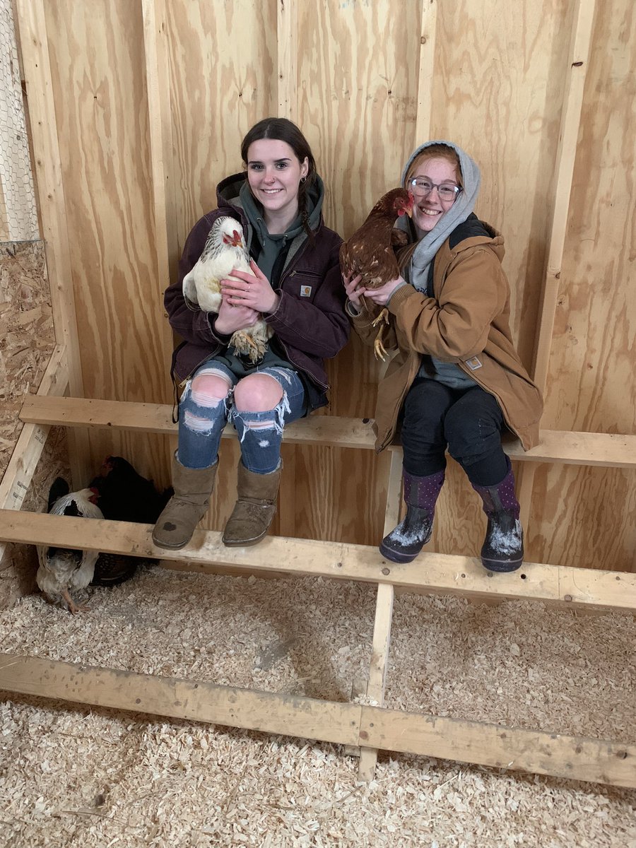 forrest_m40's tweet photo. Our girls have arrived! Thank you @NationalFFA #grantsforgrowing for the funds to build our coop and giving students the opportunity for hands on learning! @OAUpdate https://t.co/xet5HslsUk