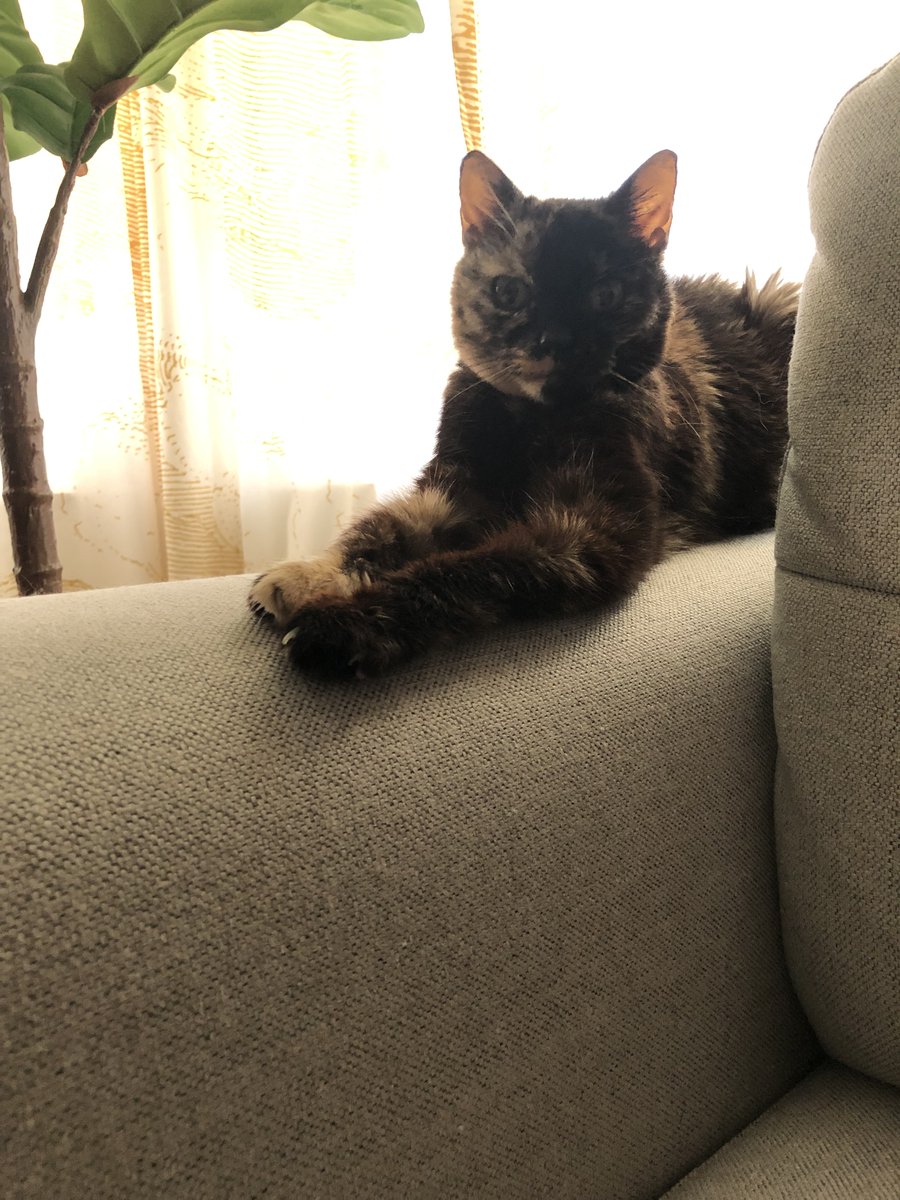 Adam Shiver tweet media