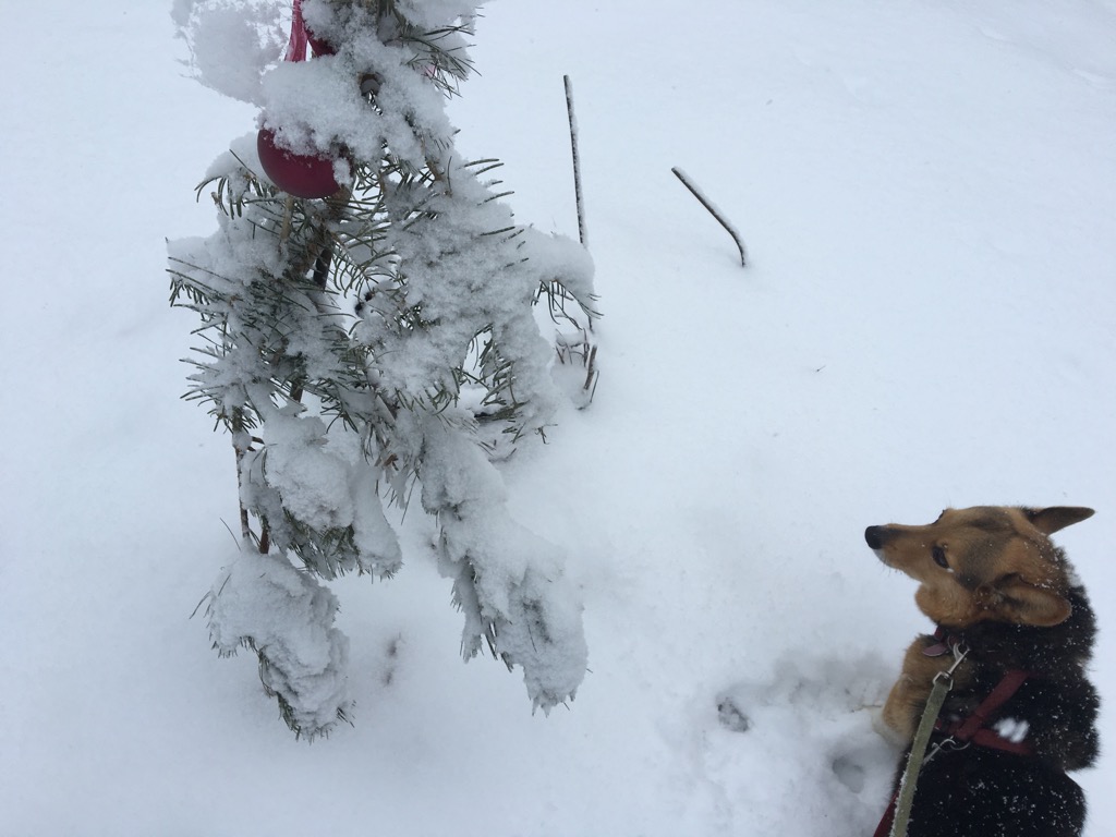 reporterbarb's tweet photo. Holidays are over, but our version of Charlie Brown Christmas tree still stands. https://t.co/cYqGjHoSkh