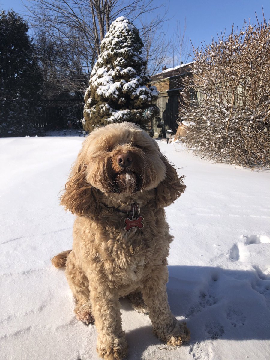 dawn8421's tweet photo. 2 of Tecumseh’s snow angels. Hunt and Bailey shovelled their 5 assigned driveways around town then finished their own.  Nice when there’s sunshine too! @TownofTecumseh @Hunthool #Tecumsehsnowangels @Bailey105 https://t.co/vkSjGSP2FG