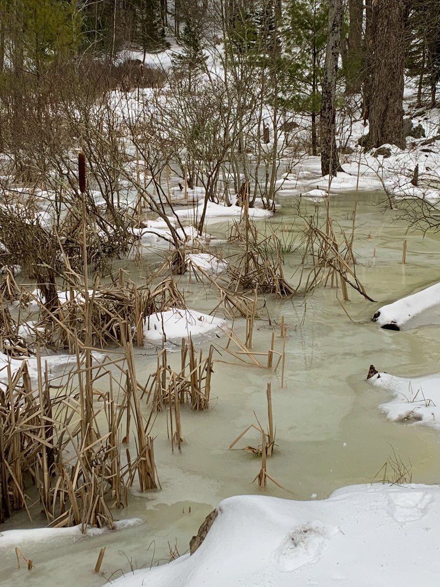 The wetlands of the Rensselaer Plateau are an important component of the watershed and provide invaluable habitat. Nassau is pleased to work with Trout Unlimited to make sure our waterways are linked and thriving.