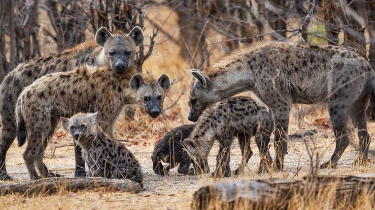 GlobalspaceInc's tweet photo. Other lobola/magadi options besides cows gentle brothers..
#GLOBALSPACES #Kopedi #Ada #Kgabo https://t.co/ez7uBIJ3Wq https://t.co/NTsivC7BWF