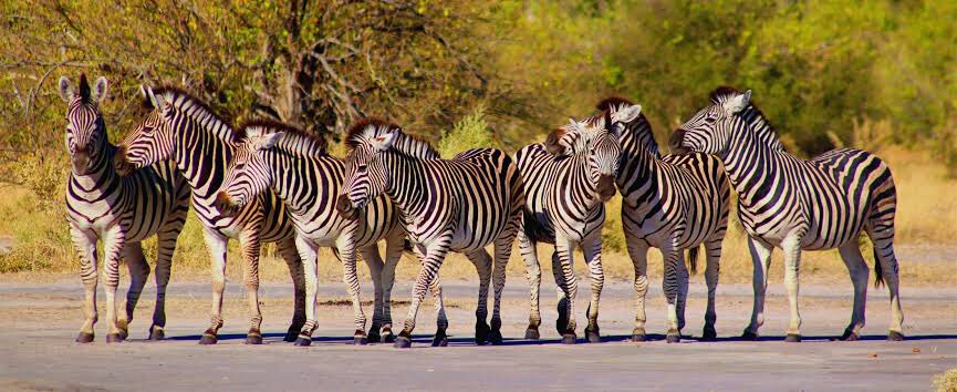 GlobalspaceInc's tweet photo. Other lobola/magadi options besides cows gentle brothers..
#GLOBALSPACES #Kopedi #Ada #Kgabo https://t.co/ez7uBIJ3Wq https://t.co/NTsivC7BWF