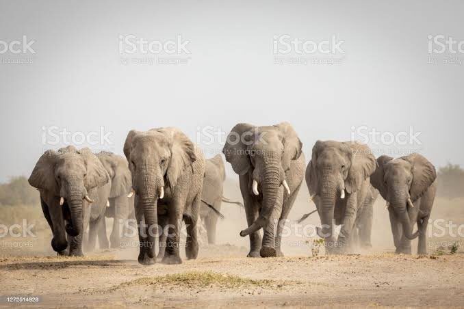 GlobalspaceInc's tweet photo. Other lobola/magadi options besides cows gentle brothers..
#GLOBALSPACES #Kopedi #Ada #Kgabo https://t.co/ez7uBIJ3Wq https://t.co/NTsivC7BWF