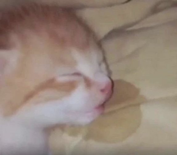 DiloConGatitoz's tweet image. *Te has de ver bien bonita durmiendo*
Yo durmiendo: