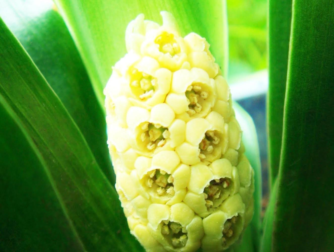 ナエ花言葉 Twitter Search Twitter