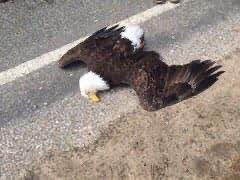 I hear say somebro through catapult hit the eagle now de eagle Dey Road top😂😂😂 #TeamNigeria #daterush Ramos Musa Iwobi