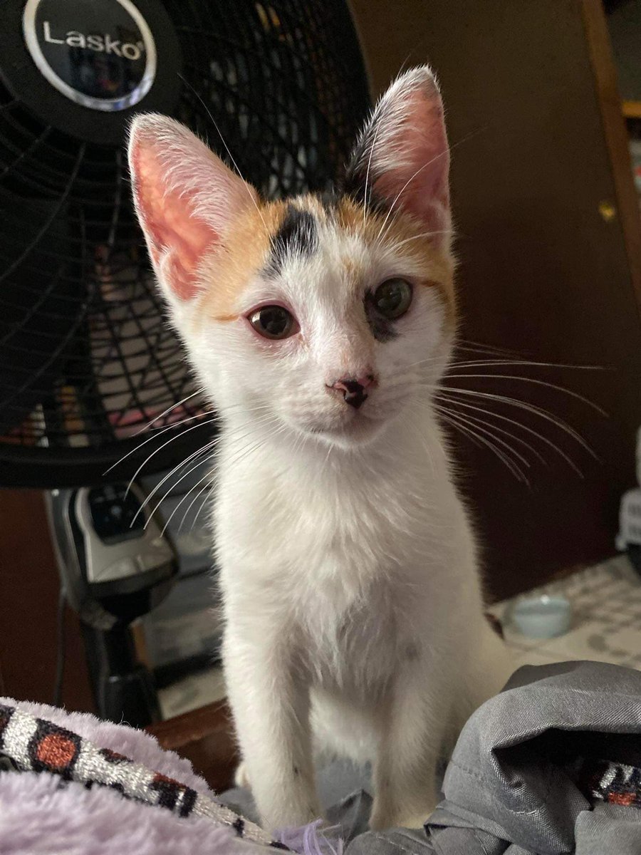 CityDogsRescue's tweet photo. URGENT FUNDS NEEDED! We work with a shelter in Puerto Rico where cats are left on the streets to fend for themselves if the shelter can't take them. We have a rare opportunity to bring 14 cats in the next 2 weeks from a desperate situation but we need funds for vetting. https://t.co/3dnVh7d0lu