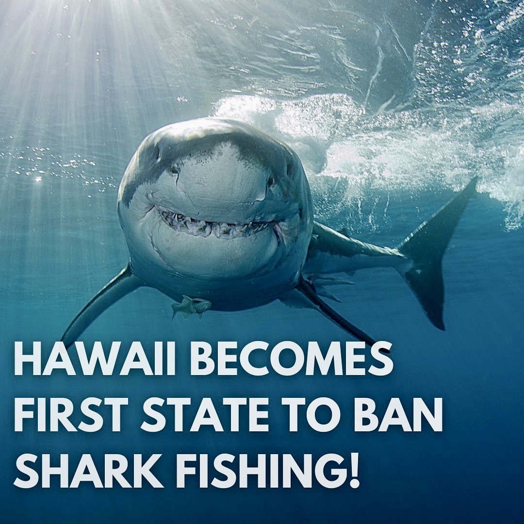 Andy Casagrande 🔥🦈🔥 on X: YES!!! YES!!! YES!!! 💥💥💥 @teamsharkwater =  Congrats Hawaii who continues to lead the US in shark protections! Shark  fishing is illegal in the state as of January