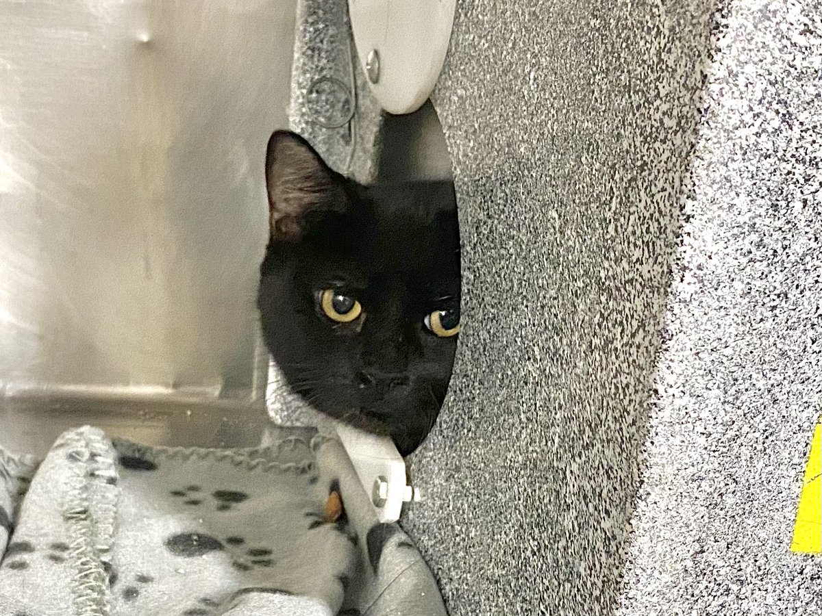 NYCDEATHROWCATS's tweet photo. *SHELTER PLEA* POWER STONE needs your love and attention ! Brought in by police. Several of the cats in the group were involved in bite incidents.

https://t.co/3JdgWDYYnc https://t.co/r0UOa4Sua7