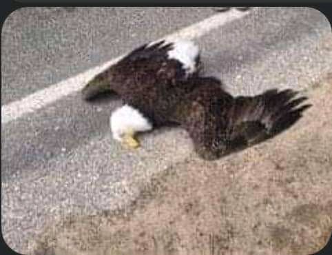 liambait24's tweet photo. @officialnairam1 Eagle done fal o😭 https://t.co/1PggsjhbJB