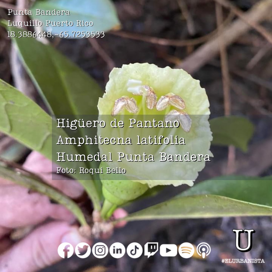 ElUrbanistaPR's tweet photo. Bono #Rodal #PuntaBandera (Punta La Bandera) en #Luquillo amenazado por un desarrollo aprobado en #sueloprotegido #SREP-E. Este es un sistema es hábitat por la presencia de al menos dos elementos críticos de flora. 📸 Roqui Bello #PiensaElTerritorio ✍🏻 #ElUrbanista https://t.co/fdZhFHdJii