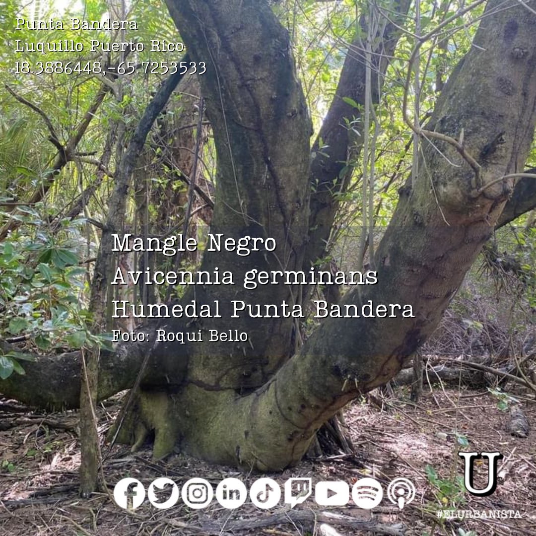 ElUrbanistaPR's tweet photo. Bono #Rodal #PuntaBandera (Punta La Bandera) en #Luquillo amenazado por un desarrollo aprobado en #sueloprotegido #SREP-E. Este es un sistema es hábitat por la presencia de al menos dos elementos críticos de flora. 📸 Roqui Bello #PiensaElTerritorio ✍🏻 #ElUrbanista https://t.co/fdZhFHdJii