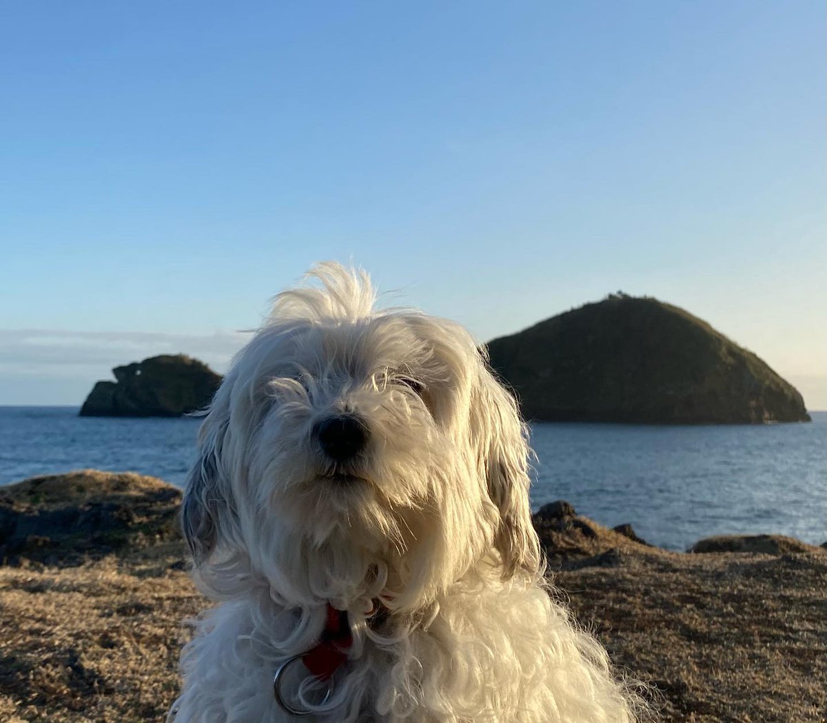 saratheazorean's tweet photo. Sundays at home. #ichooseremote https://t.co/vtOOVefLXP