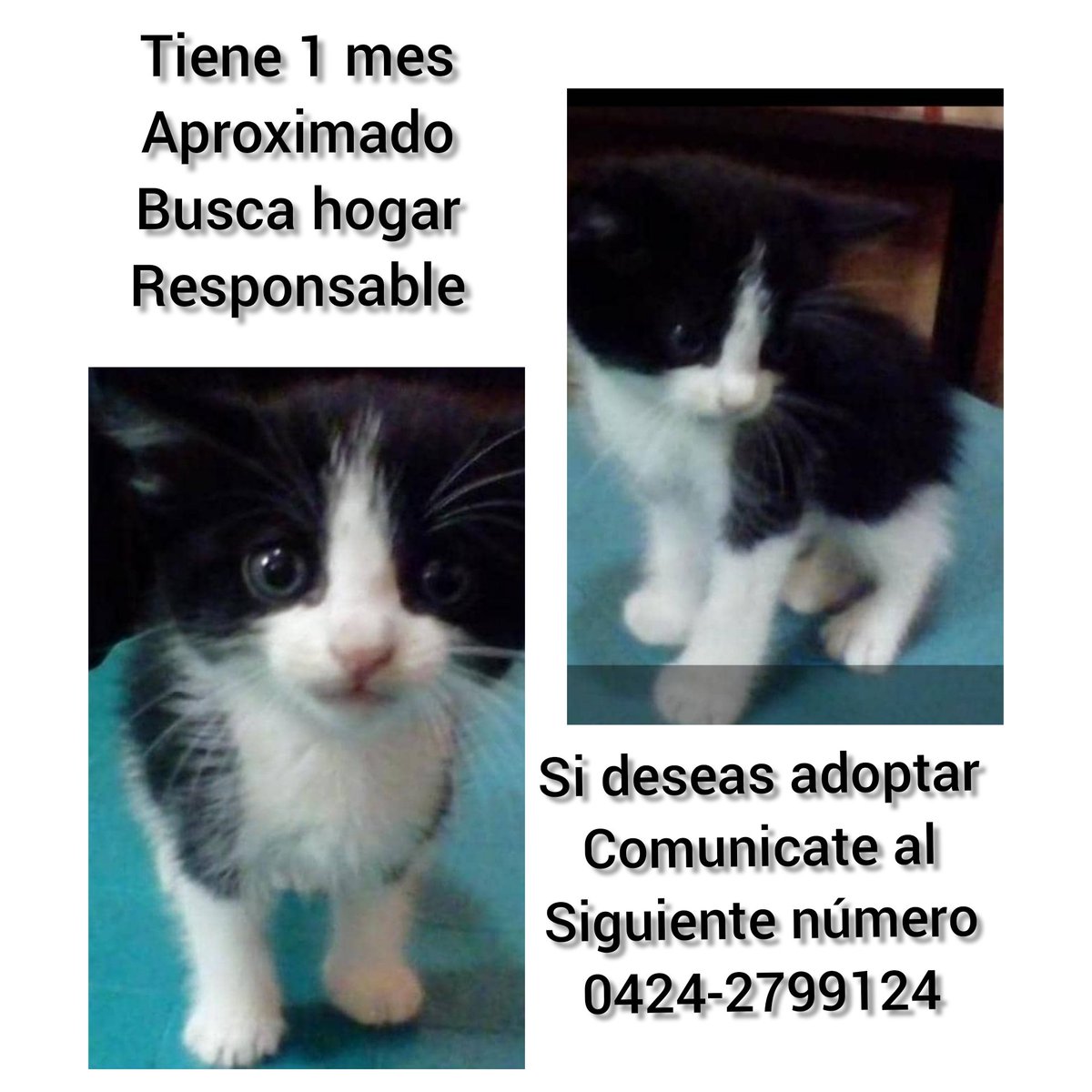 Buenas otro pequeño encontrado en la calle abandonado ayudanos a conseguirle casa una familia que le de otra oportunidad comunicate al 0424-2799124 gracias de antemano por compartir