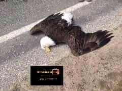 Chichi2027's tweet photo. 👮👮One eagle down... I repeat .... 1 eagle down 🤦........ This eagle got a ..... Callllllll from her bu🤐 https://t.co/VJ2IW4ZPcV