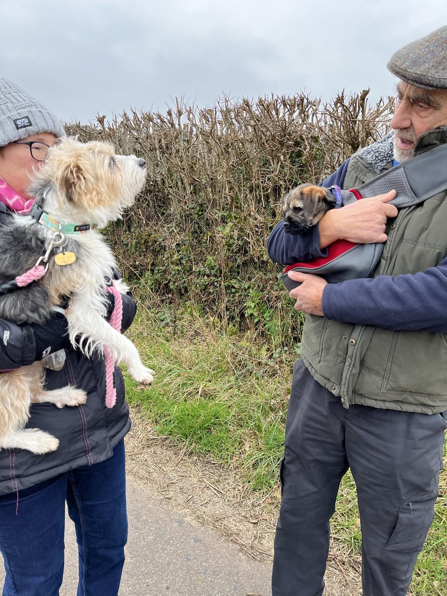 Phoebe_Foxglove's tweet photo. I met da legendary @Junior20Office for da first time today and we went for a walk (or carry) up my lane! All good, but Mum sez wait until I’m jumping up and biting der ears! Dey bought me a lovely 🦊to play wiv ☺️ https://t.co/AgFwhtKWWW