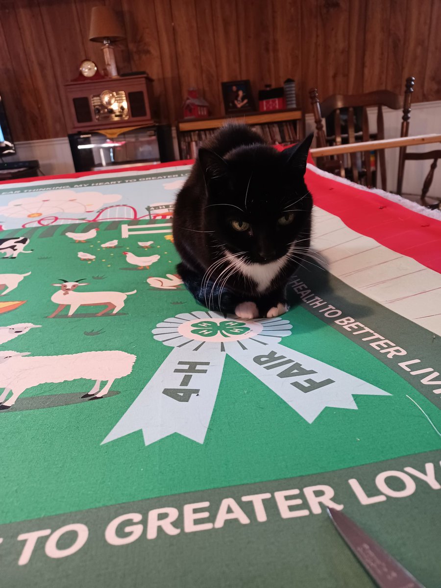white_edna's tweet photo. Someone decided she needs to supervise my quilting. https://t.co/VvFXL5LTLf
