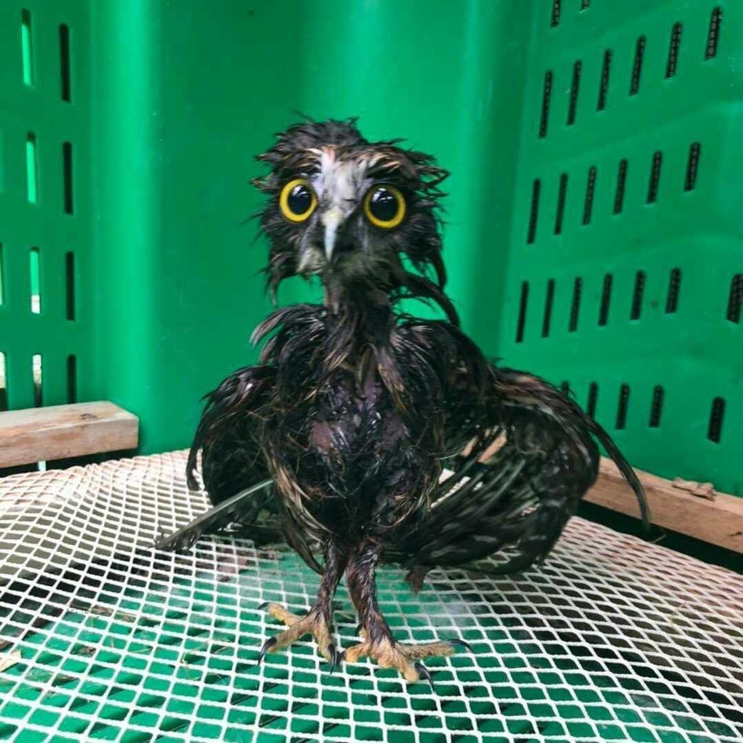 DanielDiplomat's tweet photo. Bubu and demand Elliot strategically destroy the super eagle  but no whala ,the present condition of our eagle #Buhari #TeamNigeria https://t.co/3Tr2QINCzt