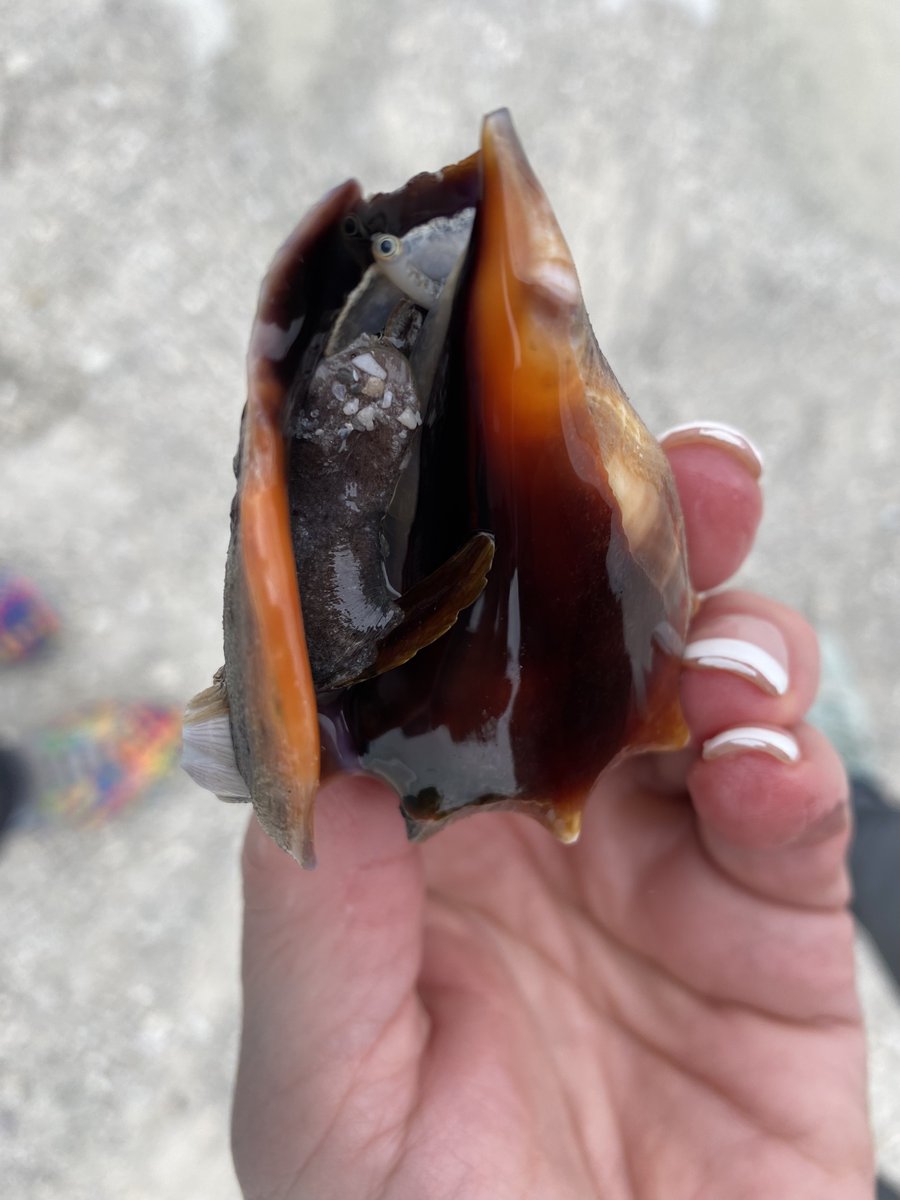 Found this on the beach this morning walking with my mom. He peeked out at us with one eye! 😁