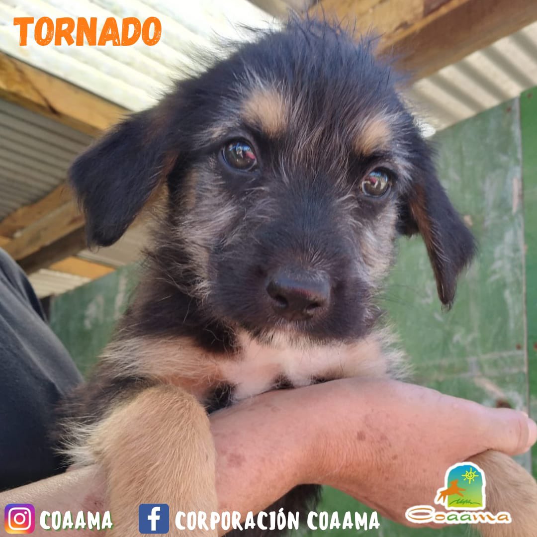 coaama_corp's tweet photo. 🐥NUESTRAS PERRI-GUAGUAS👶

Todas estas guaguitas fueron abandonadas a su suerte.
Todos sueñan con cariño, protección y una familia para entregar todo su amor perruno💜 

TÚ PUEDES CAMBIAR SU DESTINO🥺
ELLOS CON SEGURIDAD CAMBIARÁN TU VIDA😌

#coaama #adoptanocompres #perros https://t.co/BLo8CD7WlC